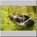 Phyllobius viridicollis - Ruesselkaefer 02 5-6mm.jpg